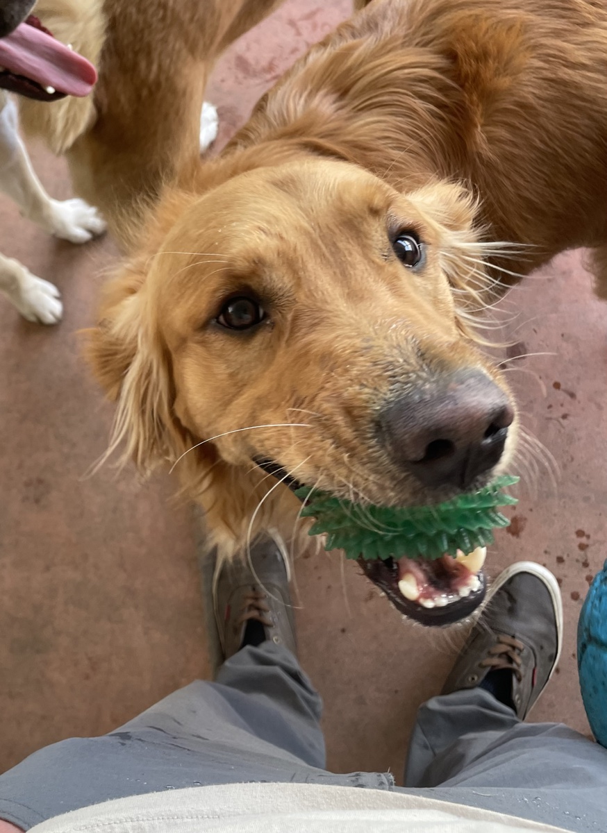 A golden retriever proudly holding a green toy