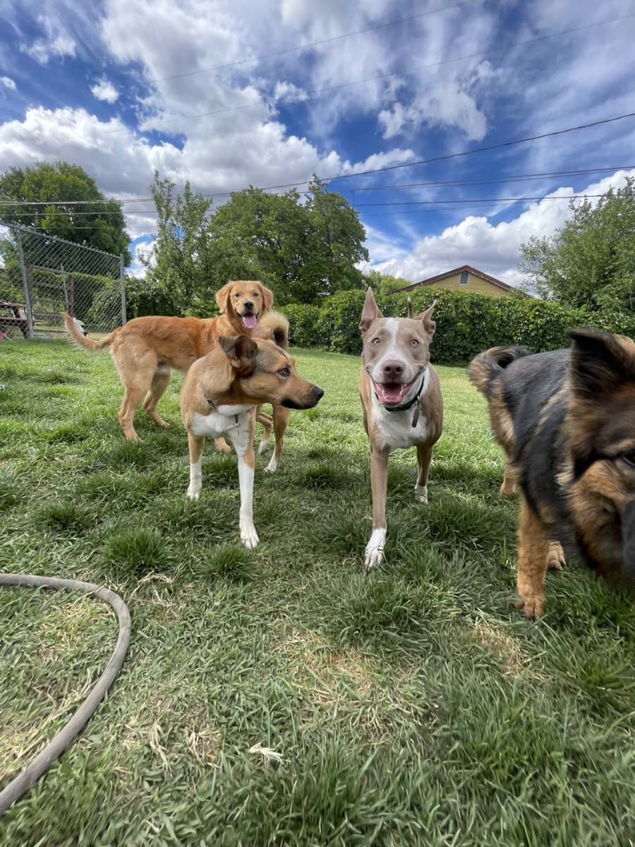 Four happy dogs playing together in The Good Dog Manor's fenced yard